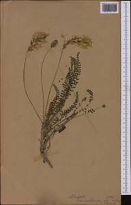 Astragalus monspessulanus, Western Europe (EUR) (Spain)