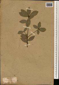 Quercus phillyreoides A.Gray, South Asia, South Asia (Asia outside ex-Soviet states and Mongolia) (ASIA) (Japan)