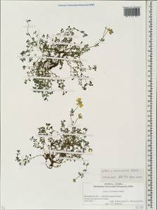 Lotus × ucrainicus Klokov, Eastern Europe, Moscow region (E4a) (Russia)