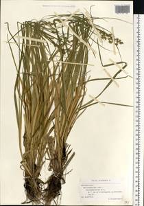 Carex elongata L., Eastern Europe, Belarus (E3a) (Belarus)