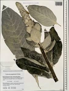 Verbascum gnaphalodes M. Bieb., Caucasus, Krasnodar Krai & Adygea (K1a) (Russia)