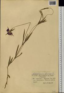 Agrostemma githago L., Siberia, Western Siberia (S1) (Russia)