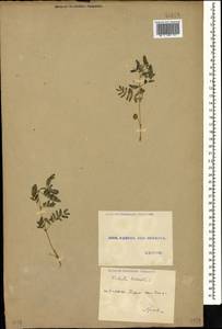 Tribulus terrestris L., Caucasus, Georgia (K4) (Georgia)