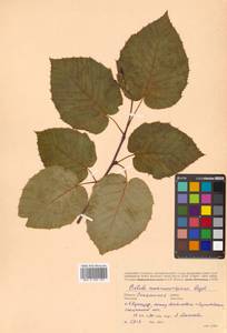 Betula maximowicziana Regel, Siberia, Russian Far East (S6) (Russia)