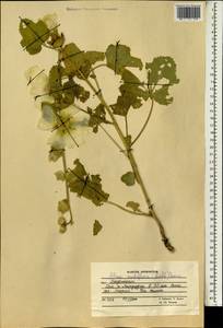 Alcea nudiflora (Lindl.) Boiss., South Asia, South Asia (Asia outside ex-Soviet states and Mongolia) (ASIA) (Afghanistan)