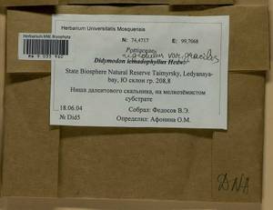 Didymodon icmadophilus (Schimp. ex Müll. Hal.) K. Saito, Bryophytes, Bryophytes - Krasnoyarsk Krai, Tyva & Khakassia (B17) (Russia)