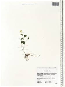 Viola biflora L., Siberia, Baikal & Transbaikal region (S4) (Russia)