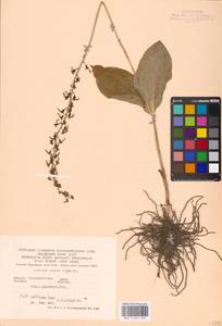 Neottia ovata (L.) Bluff & Fingerh., Eastern Europe, West Ukrainian region (E13) (Ukraine)