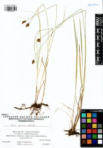 Carex praecox Schreb., Siberia, Baikal & Transbaikal region (S4) (Russia)