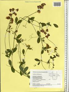 Lathyrus tuberosus L., Eastern Europe, Central region (E4) (Russia)