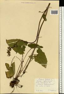 Phlomoides tuberosa (L.) Moench, Eastern Europe, South Ukrainian region (E12) (Ukraine)