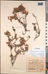 Atraphaxis frutescens (L.) Eversm., Siberia, Altai & Sayany Mountains (S2) (Russia)