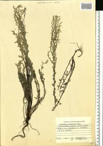 Artemisia austriaca Jacq., Eastern Europe, North-Western region (E2) (Russia)