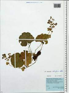 Alchemilla obtusiformis Alechin, Eastern Europe, Eastern region (E10) (Russia)