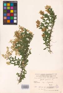 Genista germanica L., Eastern Europe, West Ukrainian region (E13) (Ukraine)