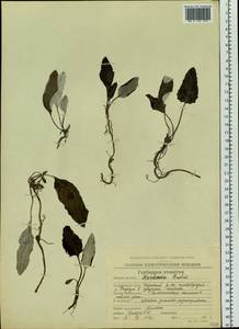 Endocellion sibiricum (J. F. Gmel.) J. Toman, Siberia, Chukotka & Kamchatka (S7) (Russia)