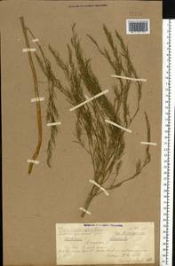 Asparagus officinalis L., Eastern Europe, Volga-Kama region (E7) (Russia)