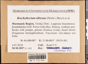 Brachythecium albicans (Hedw.) Schimp., Bryophytes, Bryophytes - Karelia, Leningrad & Murmansk Oblasts (B4) (Russia)