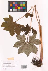 Filipendula digitata (Willd.) Bergmans, Siberia, Russian Far East (S6) (Russia)