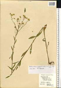 Erigeron annuus (L.) Pers., Eastern Europe, Central region (E4) (Russia)