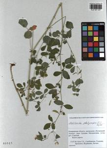 KUZ 001 037, Medicago platycarpos (L.) Trautv., Siberia, Altai & Sayany Mountains (S2) (Russia)