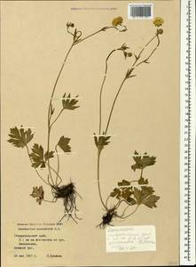 Ranunculus caucasicus M. Bieb., Caucasus, Stavropol Krai, Karachay-Cherkessia & Kabardino-Balkaria (K1b) (Russia)