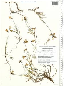 Campanula rotundifolia L., Eastern Europe, Northern region (E1) (Russia)