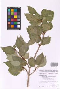 Populus tremuloides Michx., Eastern Europe, Central forest-and-steppe region (E6) (Russia)