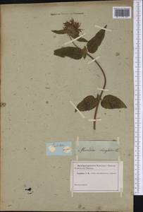 Monarda clinopodia L., America (AMER) (Not classified)
