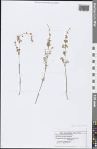 Silene borysthenica (Gruner) Walters, Eastern Europe, Middle Volga region (E8) (Russia)