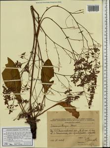 Limonium scoparium (Pall. ex Willd.) Stankov, Eastern Europe, South Ukrainian region (E12) (Ukraine)