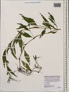 Persicaria hydropiper (L.) Spach, Eastern Europe, North-Western region (E2) (Russia)