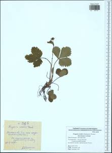 Fragaria viridis Duchesne, Eastern Europe, Central region (E4) (Russia)