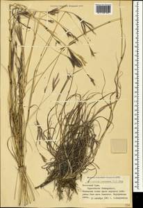 Bothriochloa ischaemum (L.) Keng, Crimea (KRYM) (Russia)