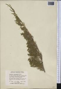 Juniperus horizontalis Moench, America (AMER) (Canada)