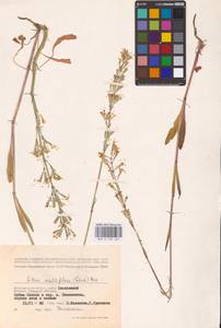 Silene multiflora (Ehrh.) Pers., Eastern Europe, Lower Volga region (E9) (Russia)