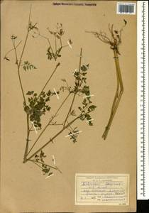 Anthriscus cerefolium (L.) Hoffm., Caucasus, Dagestan (K2) (Russia)