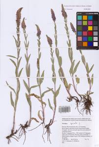 Veronica barrelieri H. Schott ex Roem. & Schult., Eastern Europe, Lower Volga region (E9) (Russia)