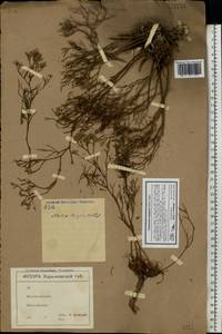 Limonium bellidifolium (Gouan) Dumort., Eastern Europe, North Ukrainian region (E11) (Ukraine)