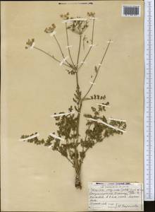 Schrenkia vaginata (Ledeb.) Fisch. & C.A.Mey., Middle Asia, Dzungarian Alatau & Tarbagatai (M5) (Kazakhstan)