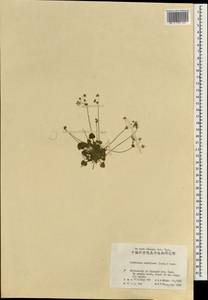 Androsace umbellata (Lour.) Merr., South Asia, South Asia (Asia outside ex-Soviet states and Mongolia) (ASIA) (China)