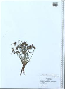 Cyperus fuscus L., Eastern Europe, Central region (E4) (Russia)