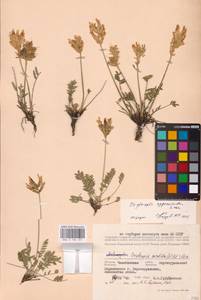 Oxytropis approximata Less., Eastern Europe, Eastern region (E10) (Russia)