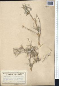 Astragalus ammodendron Bunge, Middle Asia, Syr-Darian deserts & Kyzylkum (M7) (Kazakhstan)