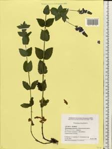 Veronica teucrium L., Eastern Europe, Central forest-and-steppe region (E6) (Russia)