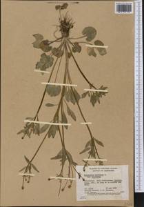 Ranunculus abortivus L., America (AMER) (Canada)