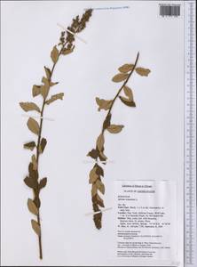 Spiraea tomentosa L., America (AMER) (United States)