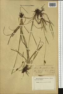Carex hostiana DC., Western Europe (EUR) (Not classified)