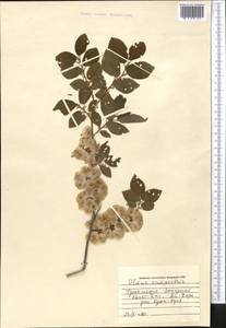 Ulmus minor Mill., Middle Asia, Kopet Dag, Badkhyz, Small & Great Balkhan (M1) (Turkmenistan)