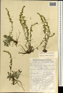 Artemisia compacta Fisch. ex Besser, Mongolia (MONG) (Mongolia)